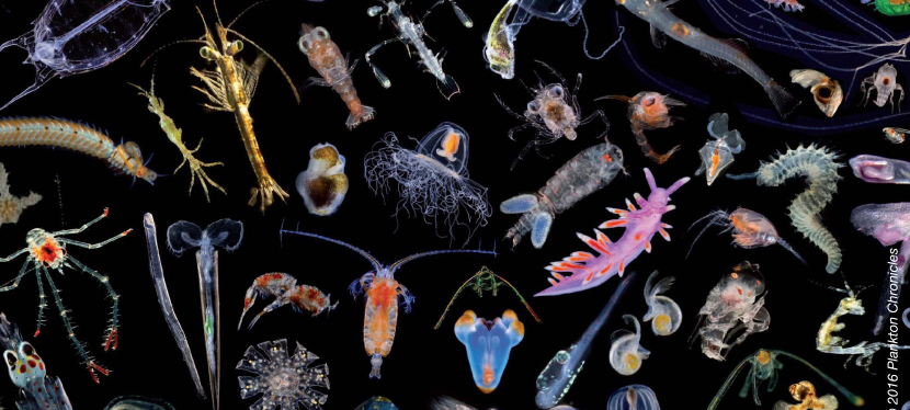 Conférence &laquo;&nbsp;Les clandestins des aquariums&nbsp;&raquo;