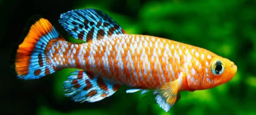 Samedi 12 Avril: &laquo;&nbsp;les Killis: Biologie, écologie et préservation&nbsp;&raquo; par Frédéric&nbsp;Salmeron